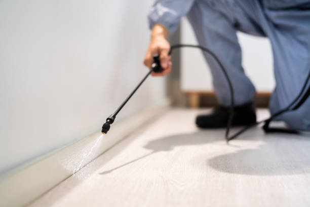 Licensed Ant Control service in St. Augustine, FL - Show Me Pest Control