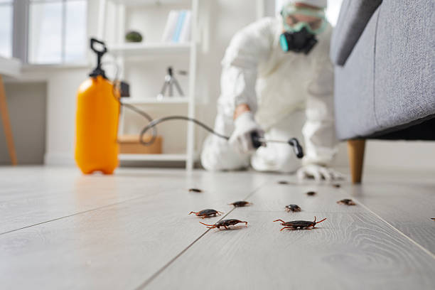 Affordable Ant Control solutions in St. Augustine, FL